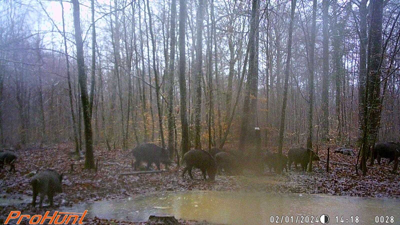 Action de chasse en battue secteur Arc-en-Barrois