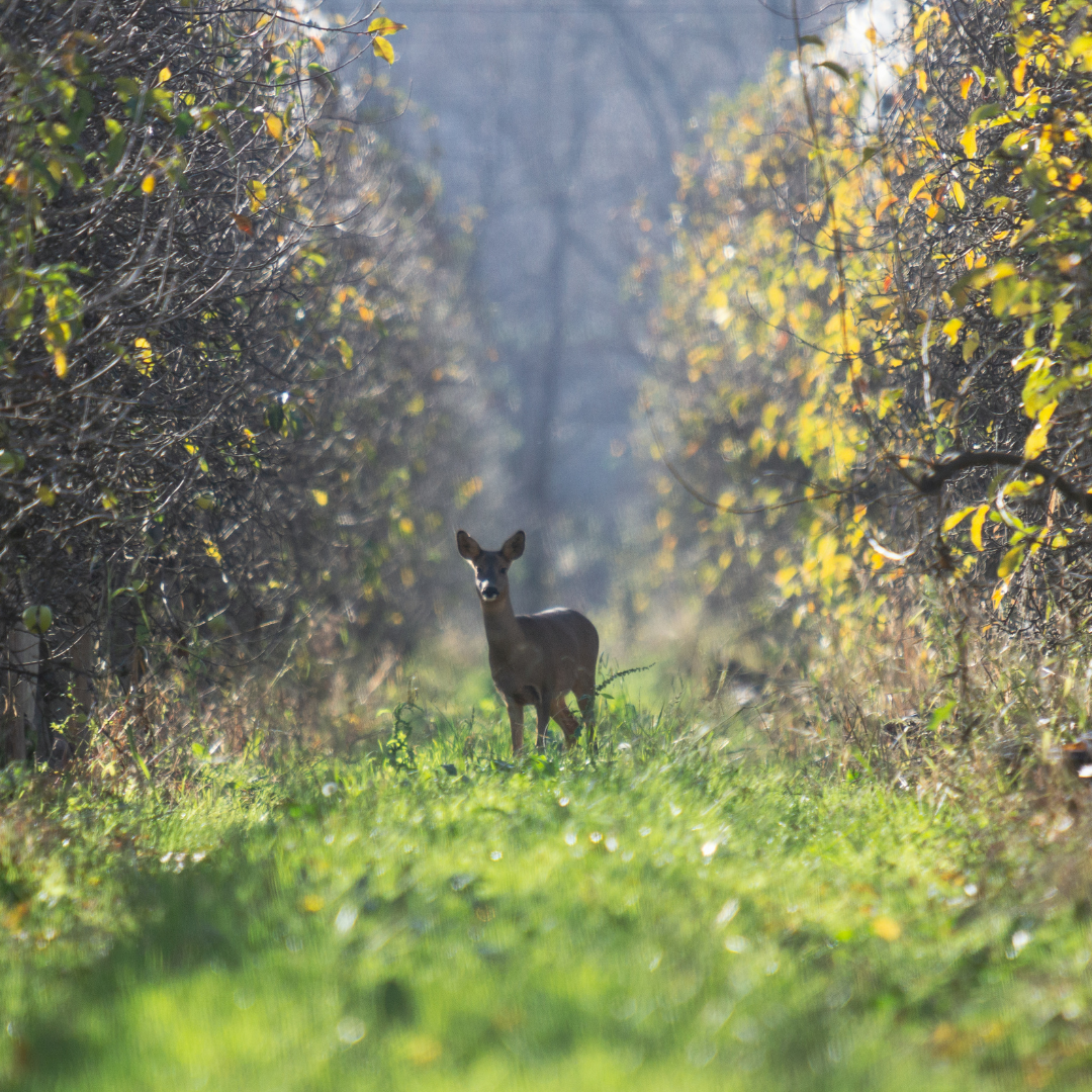 Journée de battue aux chevreuils dans la Vienne