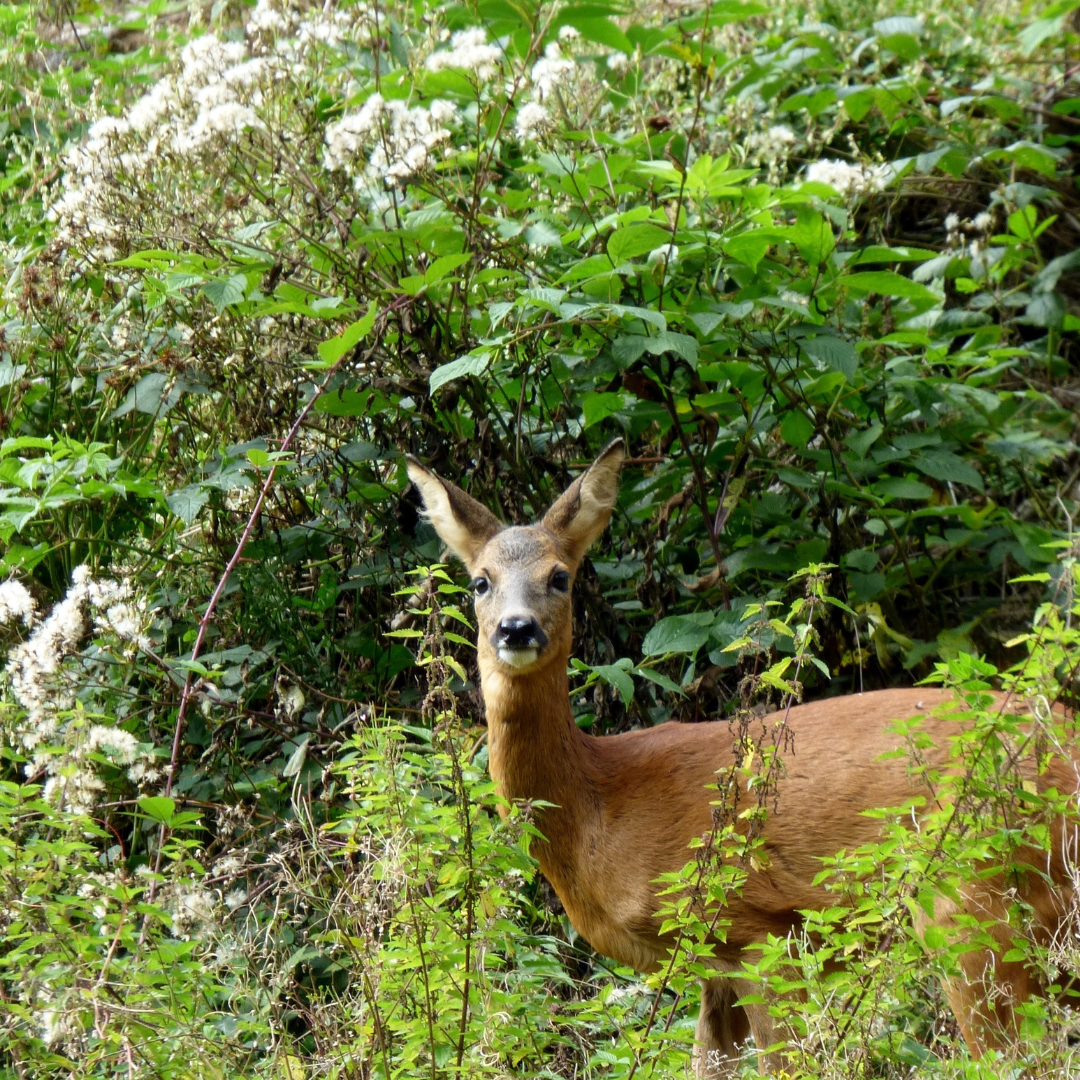 Battue aux chevreuils et sangliers dans le Calvados