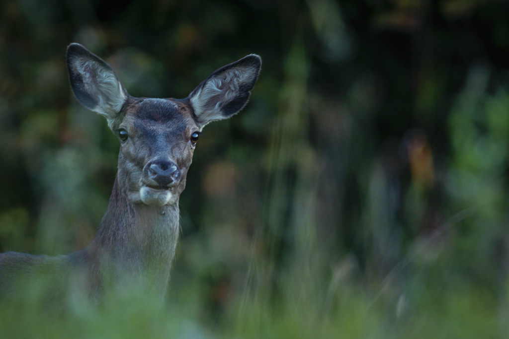 Bracelet de biche ou faon en Sologne à l'approche