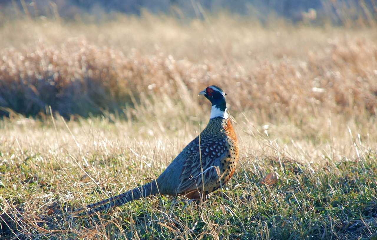 Action de chasse petit gibier de plaine secteur Rugles