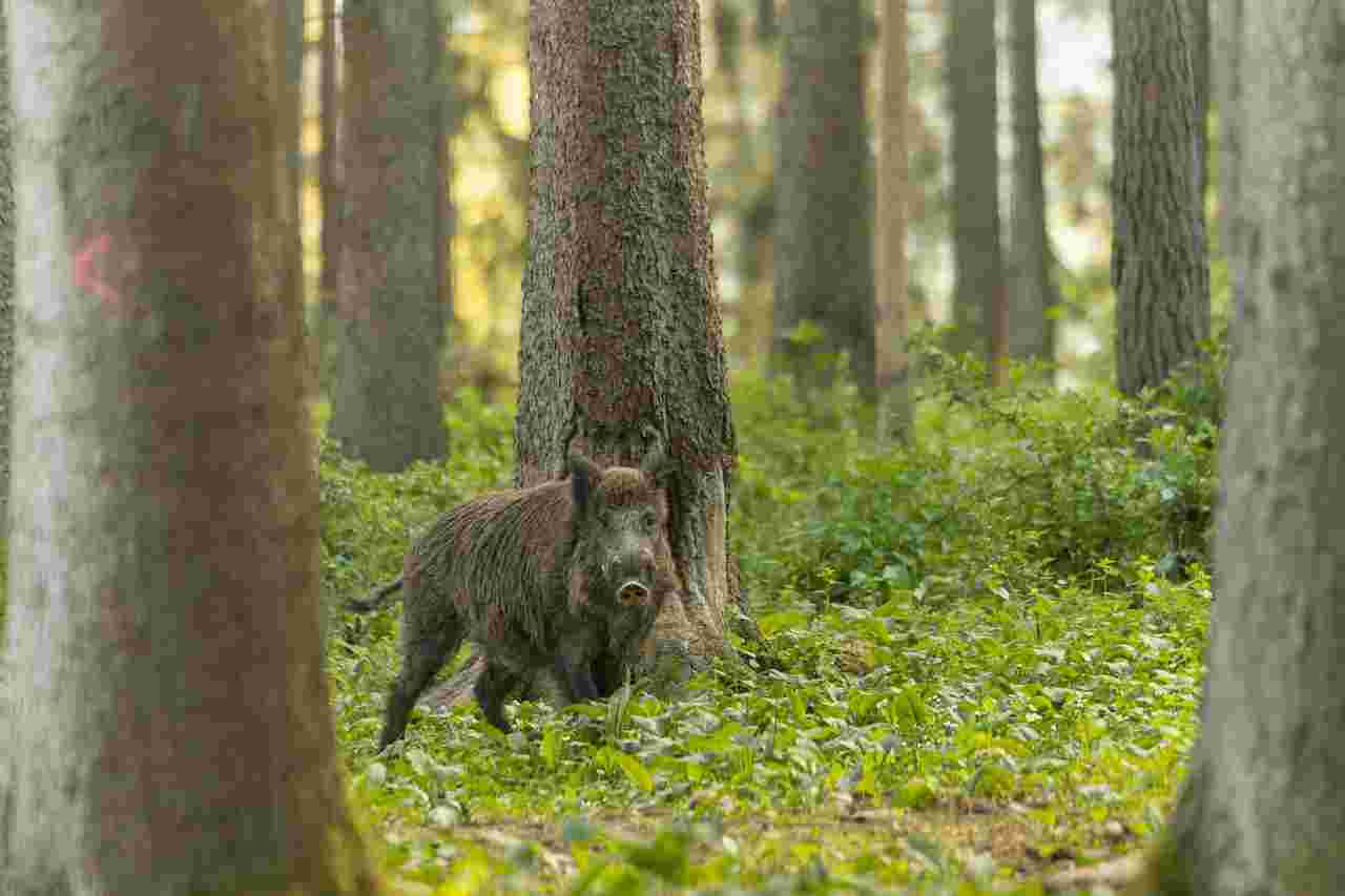 Action de chasse au grand gibier dans l'Allier