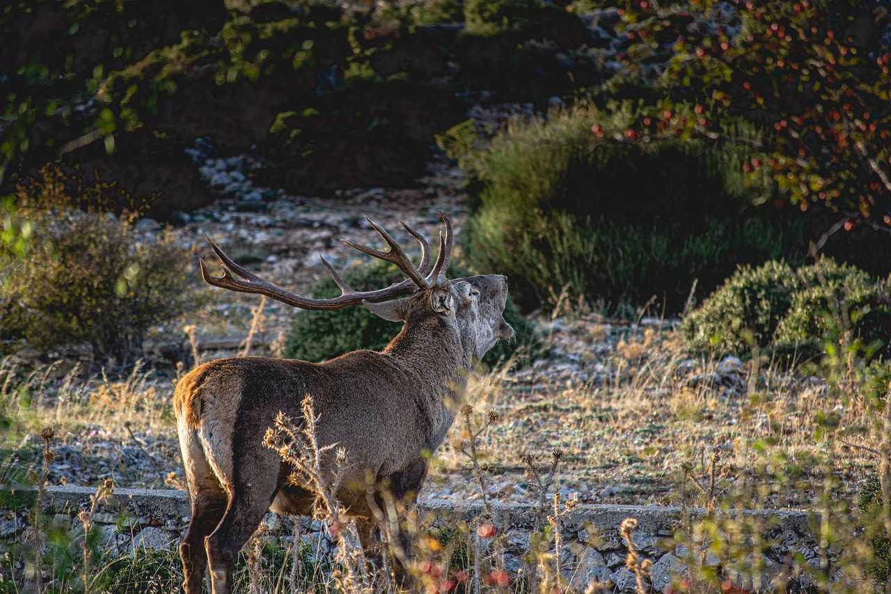 Bracelet de cerf à l'approche dans les Alpes de Haute-Provence