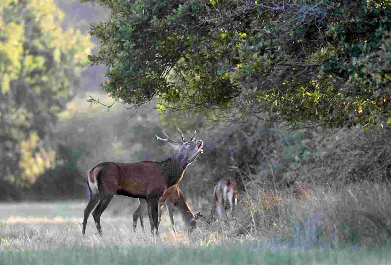 Cerf CM1 à l'approche ou à l'affut