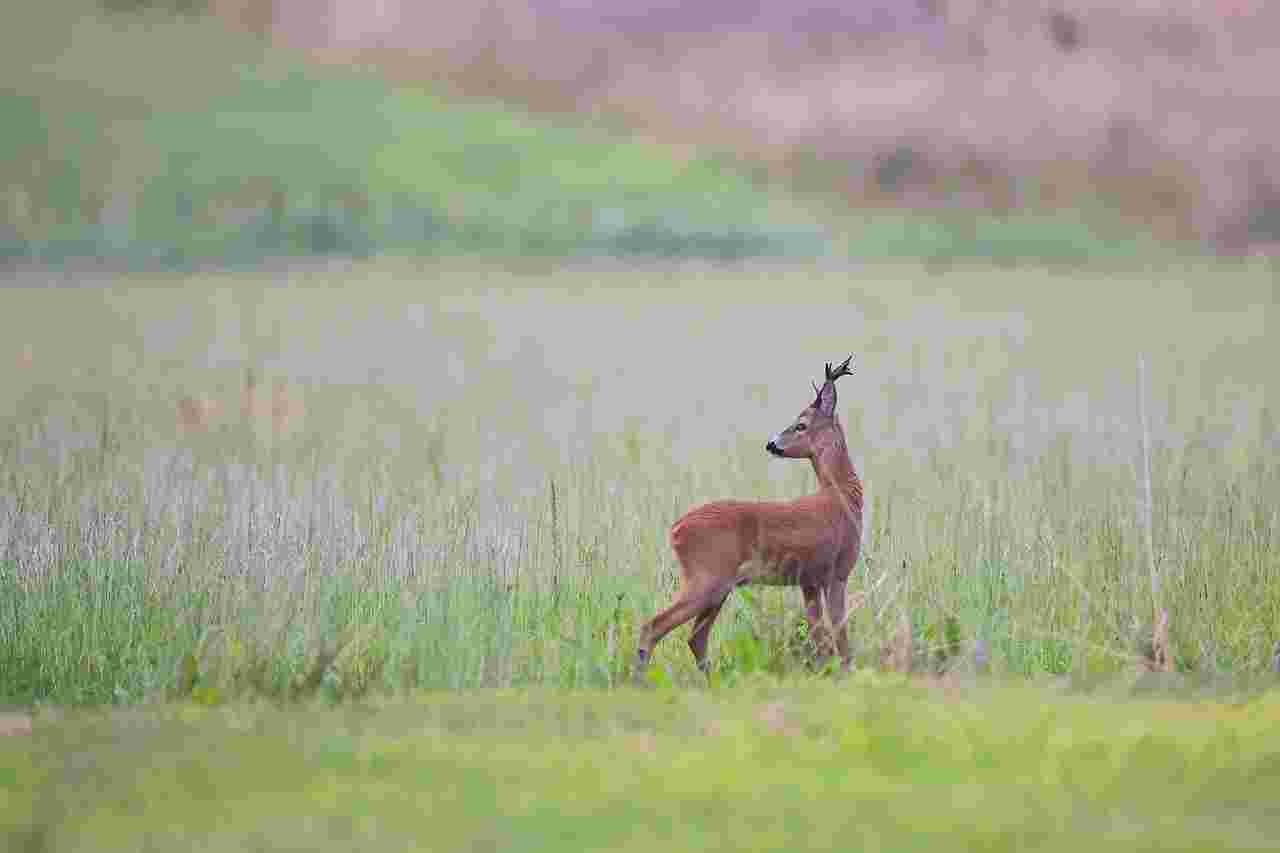 Chevreuil en tir d'été dans le Sud Finistère - Sangliers et renards autorisés