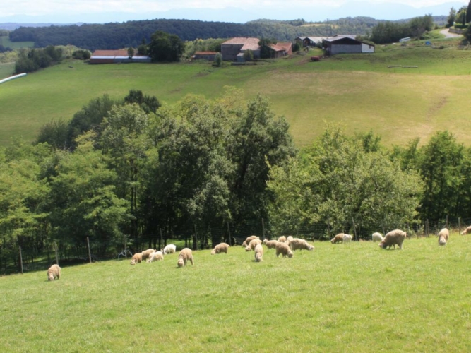 Bracelet de chevrette Haute Garonne 31