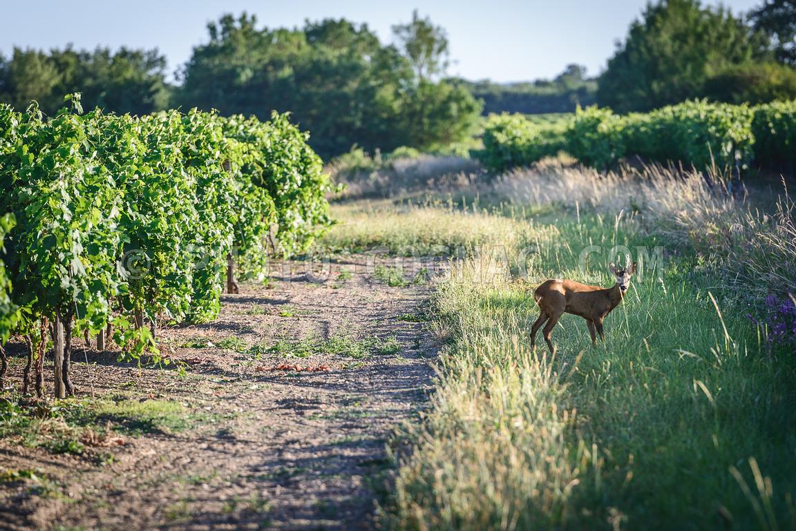 Bracelet de chevreuil dans les vignes, Gironde