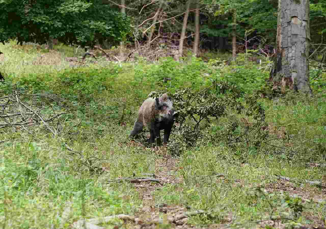 Bracelet de sanglier à l'affût ou à l'approche en forêt d'Othe