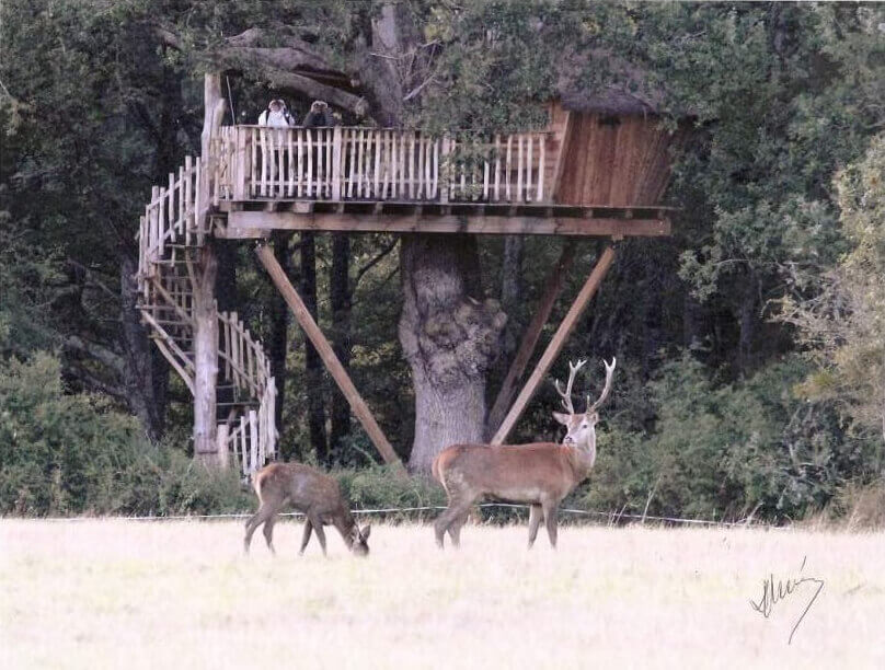 Nuit perchée au cœur du sauvage – Écoutez le brame du cerf