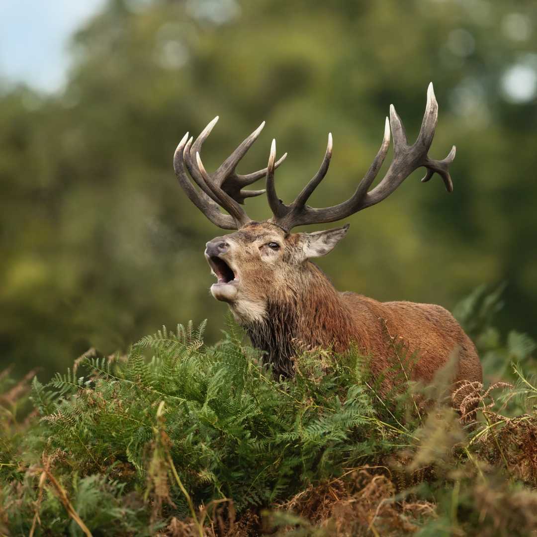 Brame du cerf dans la Meuse