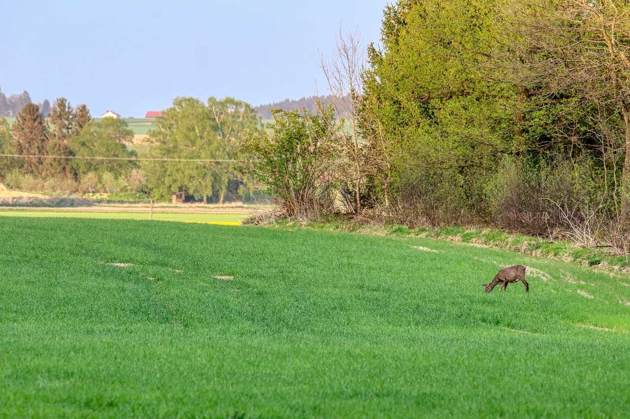 Bracelet de brocard à l'approche dans l'Yonne