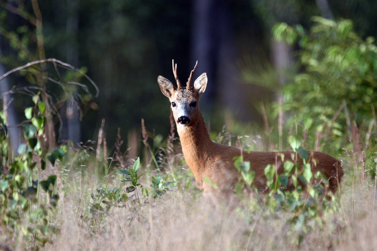 Action de chasse au grand gibier en Charente