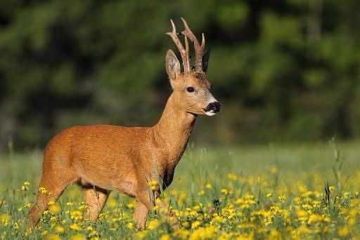 Chasse du chevreuil à l'affût ou à l'approche dans les landes de Gascogne