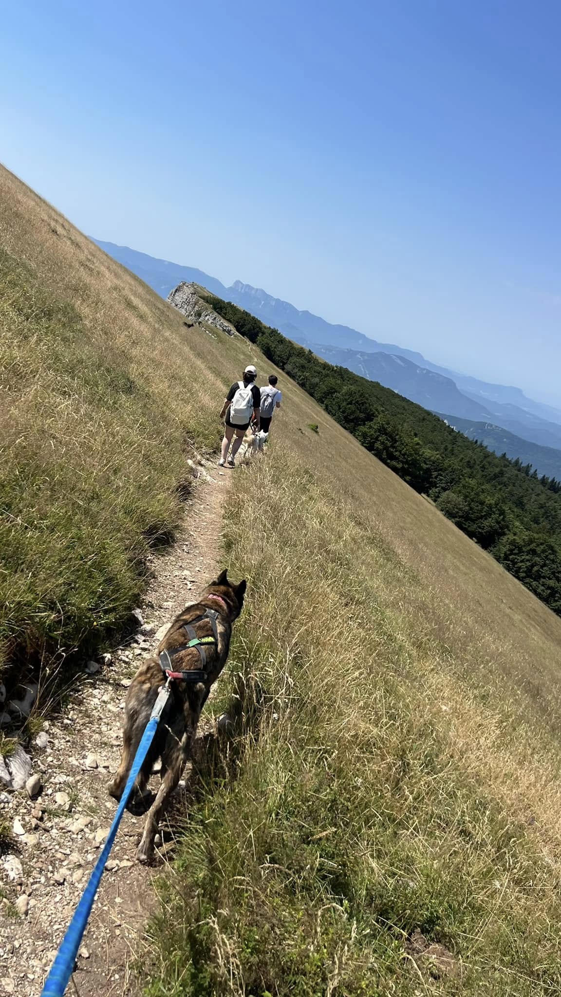 Randonnée avec un chien de traineau en été