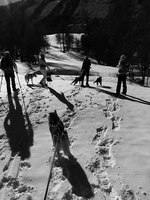 Randonnée nocturne avec chiens de traineau