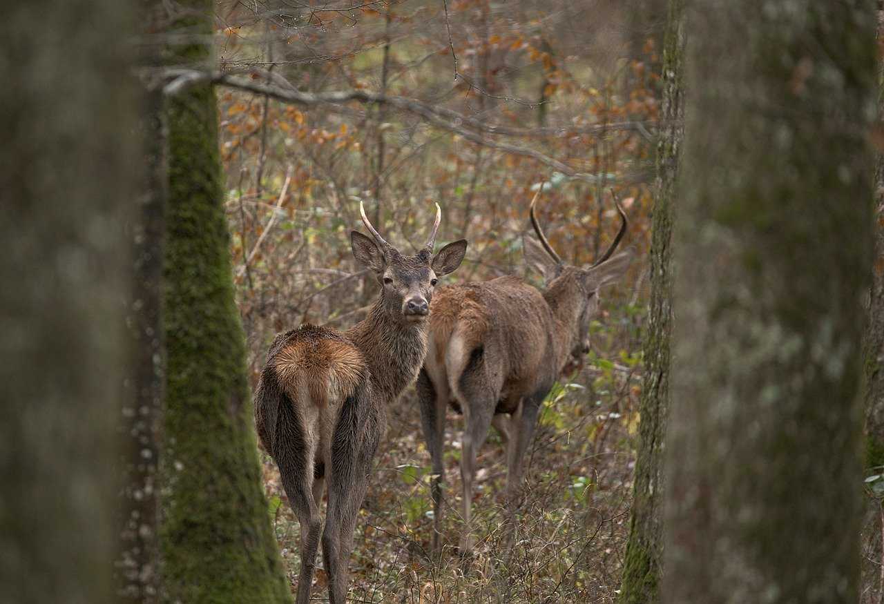 Action du samedi au grand gibier secteur Baugé (49)