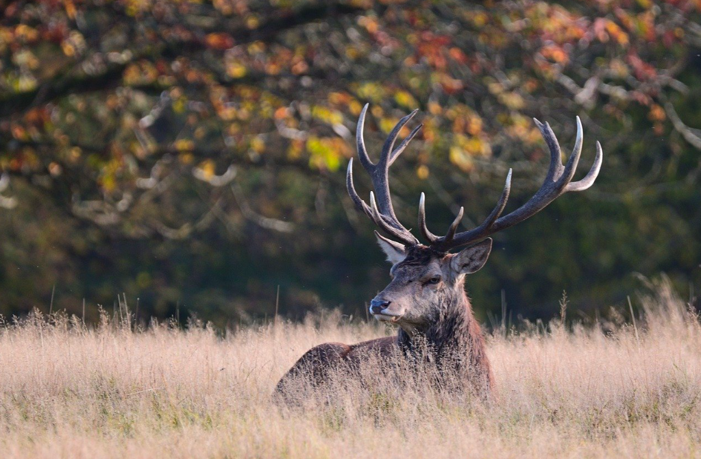 Bracelet de cerf à l'affût ou à l'approche en Dordogne