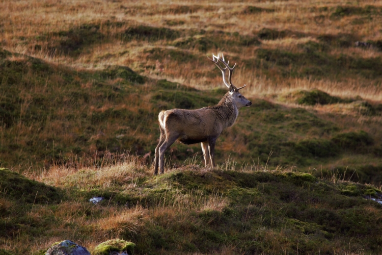 Bracelet de Cerf CM2 au brame dans les Hautes-Pyrénées