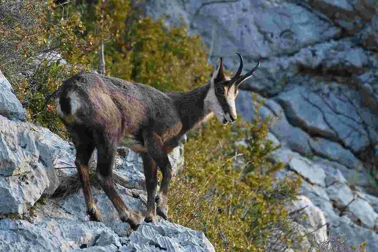 Isard adulte à l'approche en Pyrénées Orientales