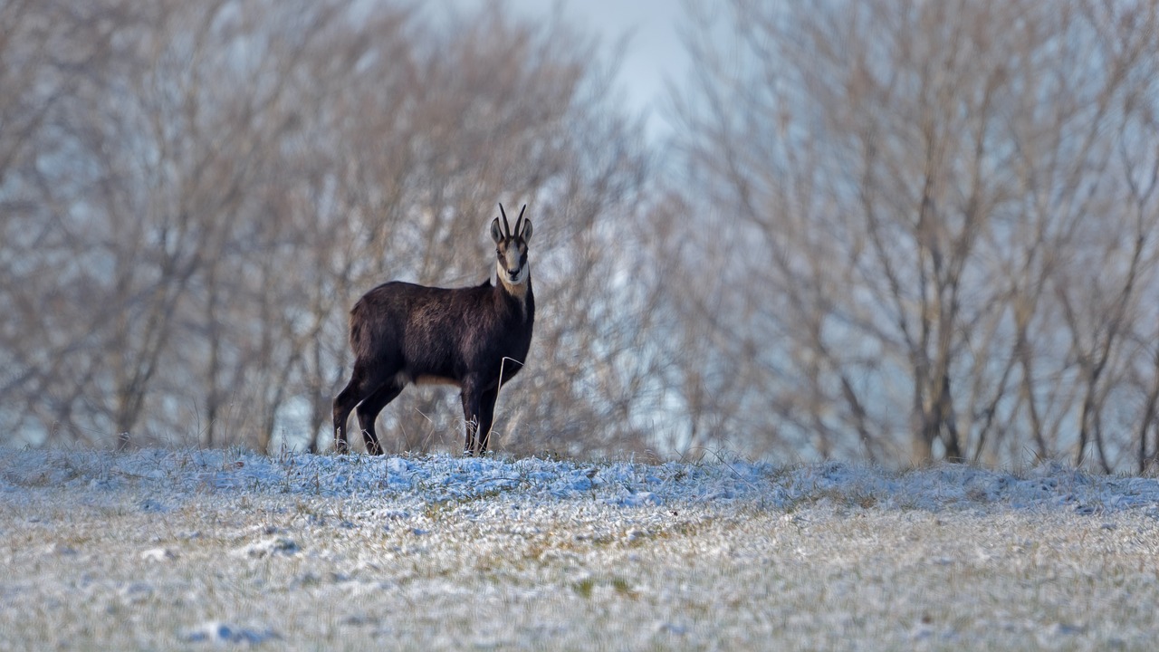 Action chasse à l'arc au grand gibier en forêt d'Arvière