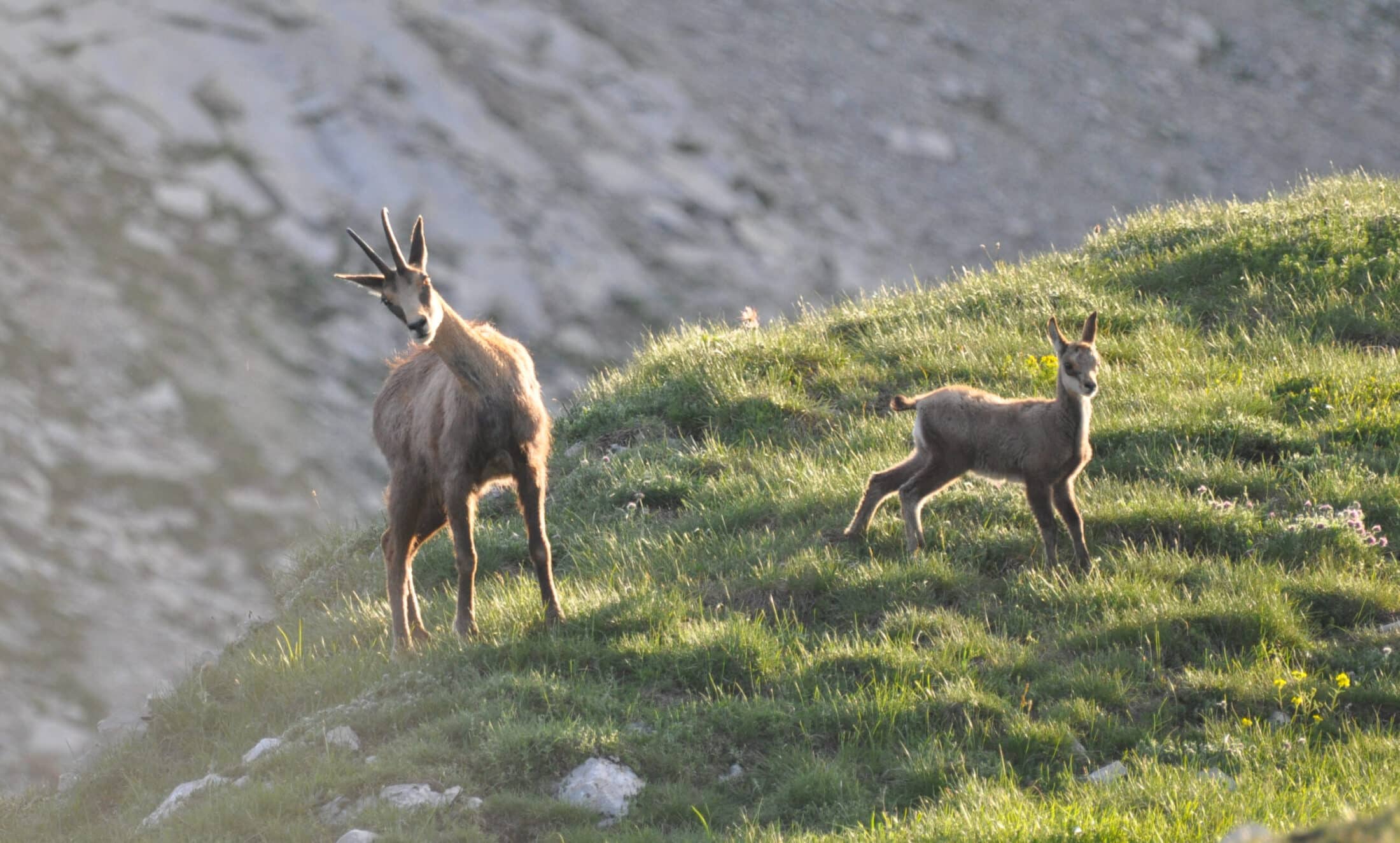 À la Rencontre des Marmottes, Chamois et Chevreuils dans le Canton de Fribourg ( Suisse )