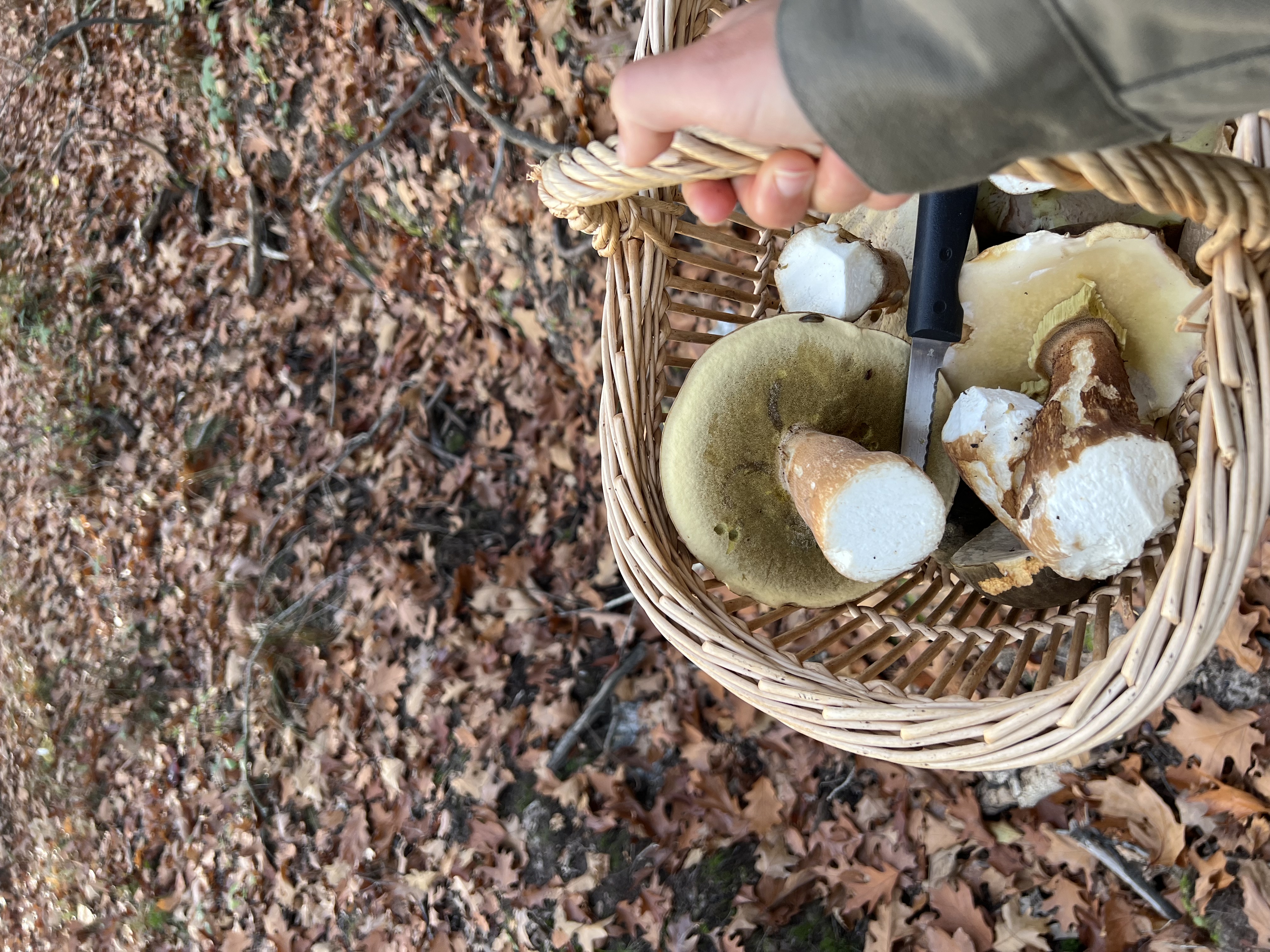 Partez à la chasse aux champignons en Sologne