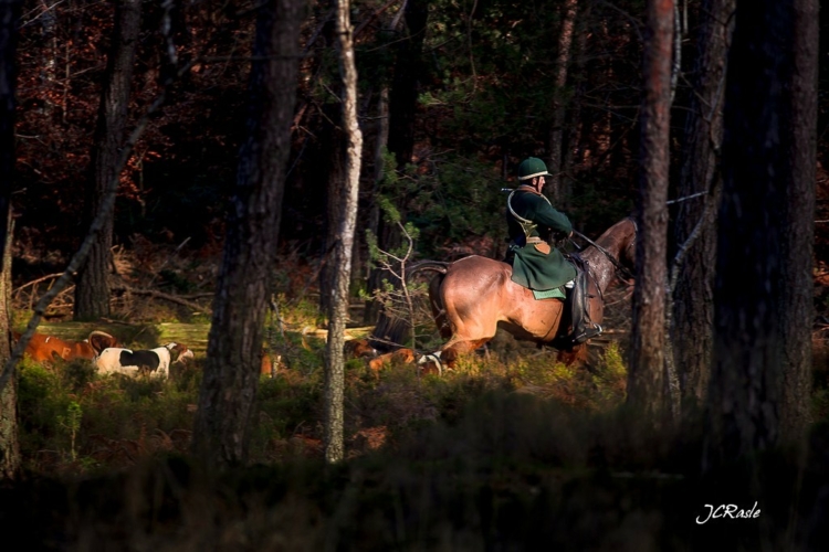 Vènerie du cerf en Forêt de Fontainebleau