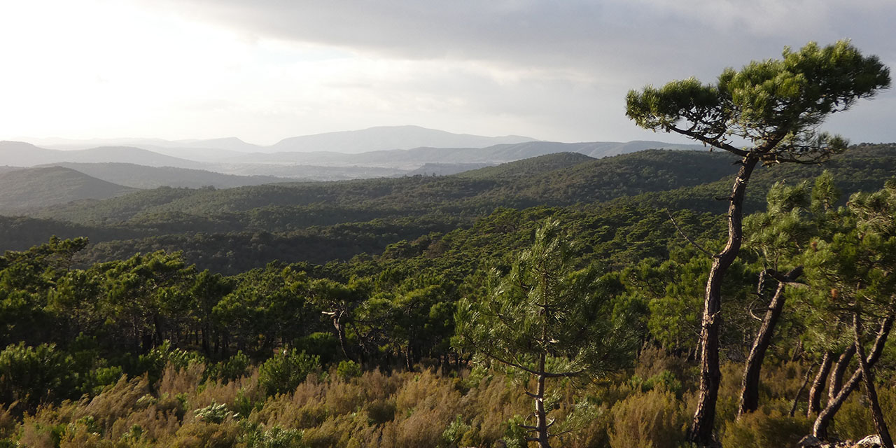 Part de chasse grand gibier dans l'Aude, secteur Narbonne