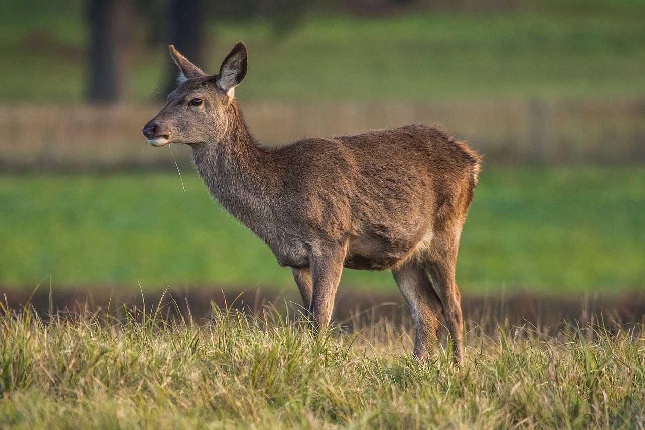 Action mixte petit et grand gibier battue / affût / pigeon au Sud de Bourges