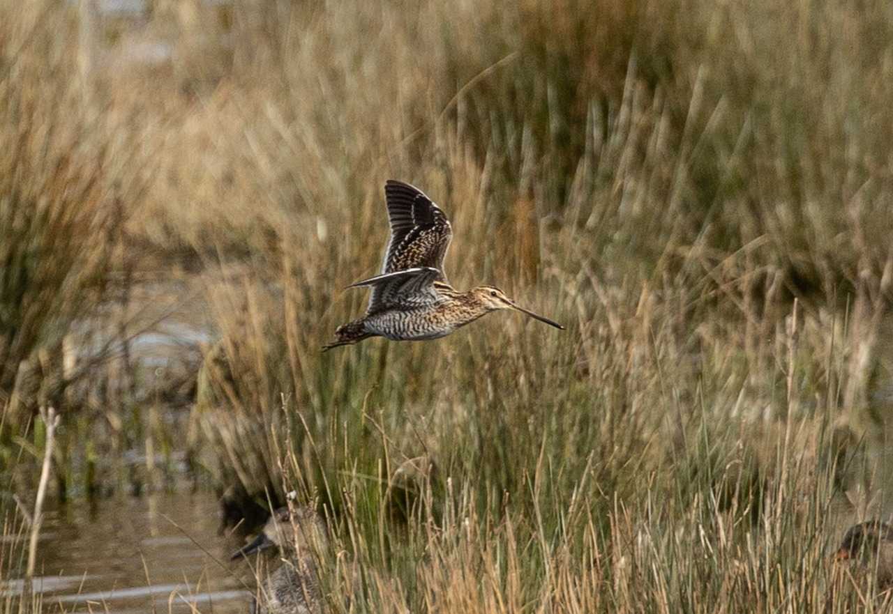 Journée de chasse aux migrateurs en Côte d'Or