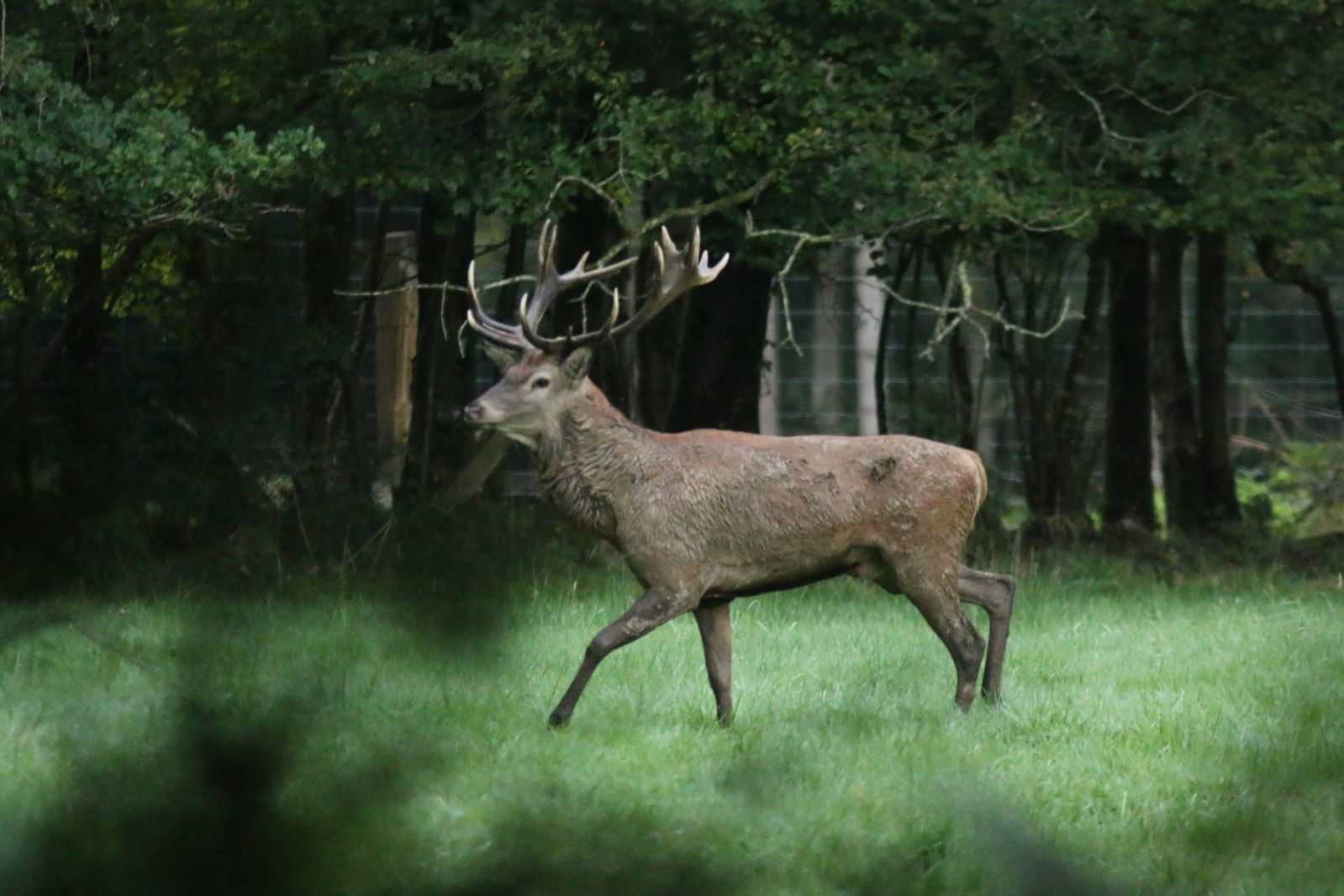 Journée de battue au grand gibier dans l'Eure