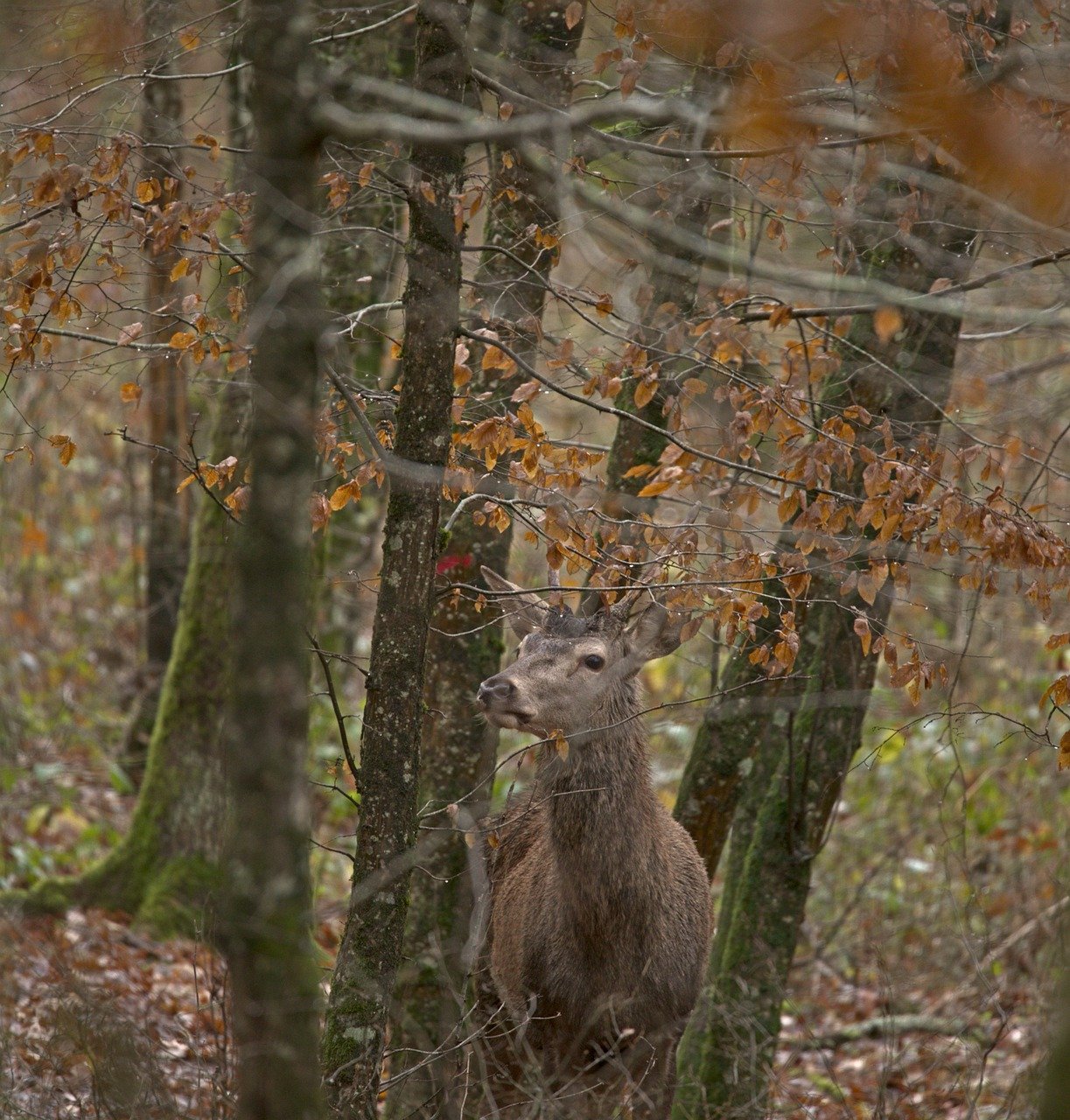 Journée découverte battue au grand gibier dans l'Orne