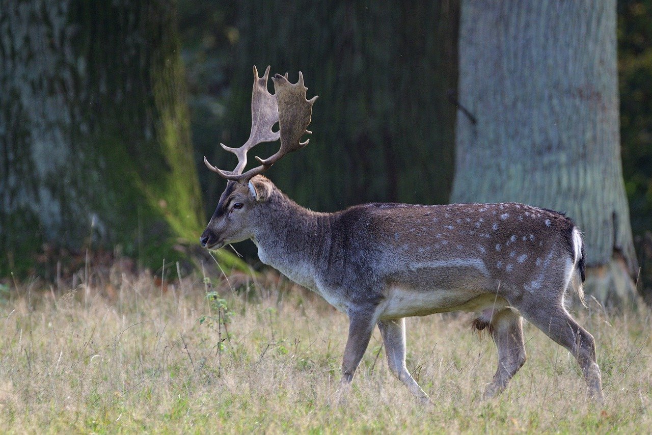 Action de chasse au grand gibier en Seine-et-Marne