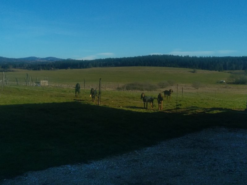 Journée découverte grand gibier dans le Doubs