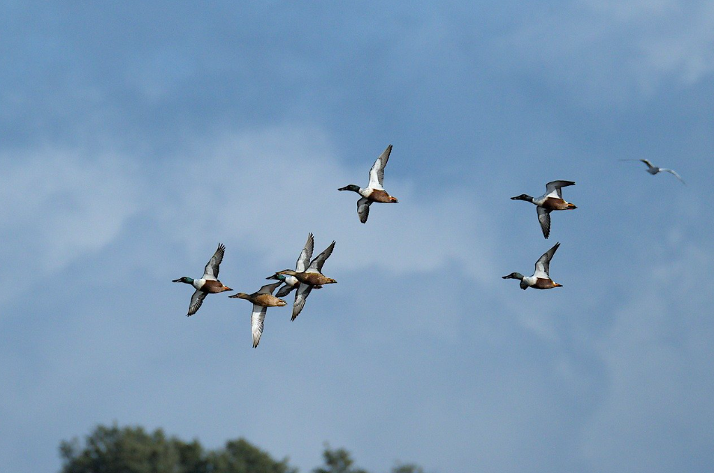 Action de chasse au gibier d'eau en Brenne