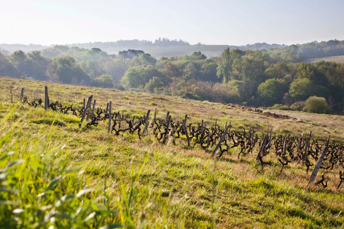 Part de chasse en Gironde, chevreuils et sangliers