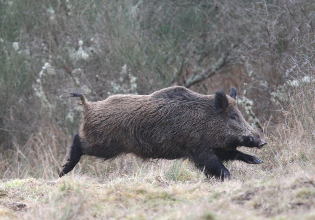 Action grand gibier dans l'Aveyron (mercredi, samedi et dimanche)