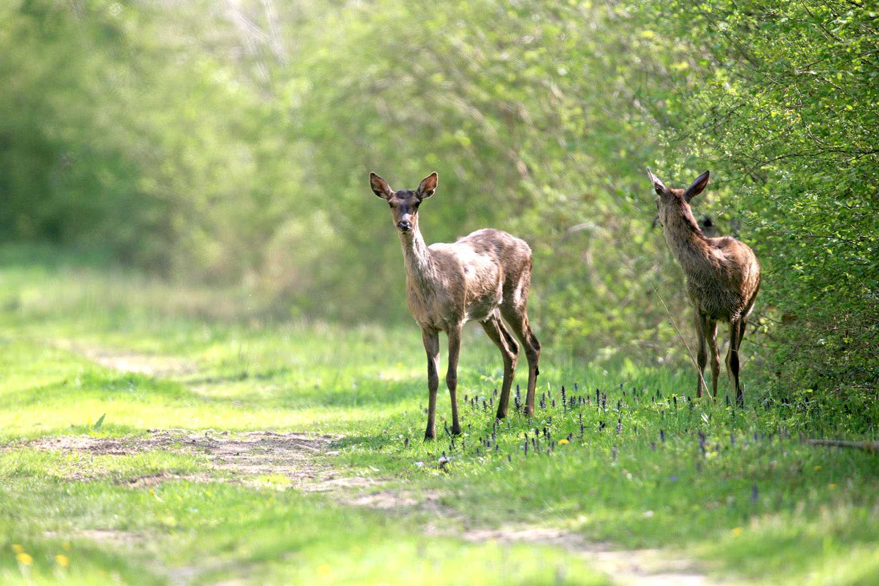 Journée de battue au grand gibier en Haute-Marne