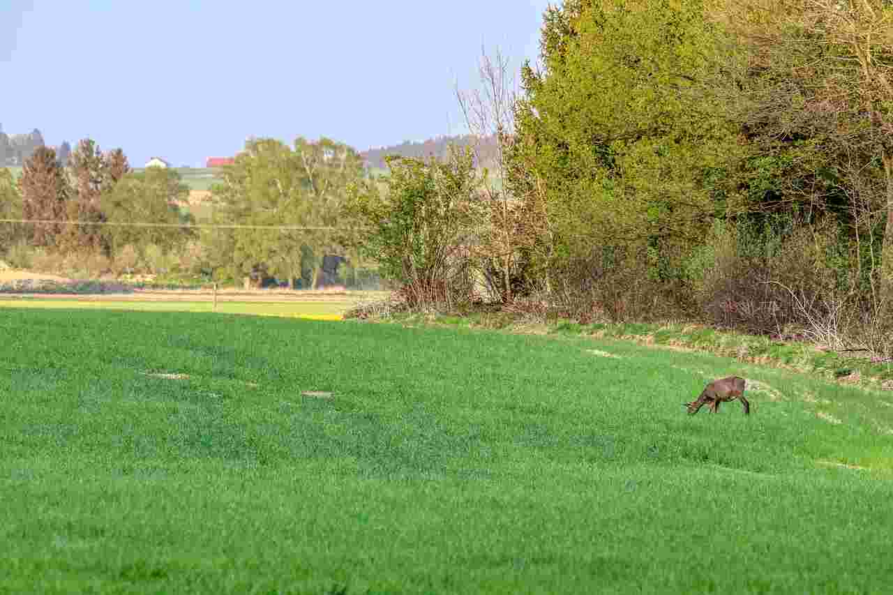 Journée de battue au grand gibier en Seine-et-Marne