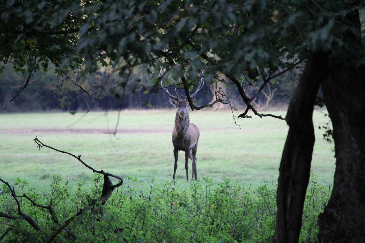 Action de chasse cervidés, sangliers chevreuils dans la Nièvre