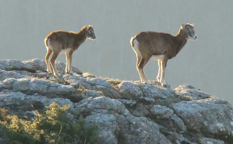 Journée grands gibiers : mouflons, sangliers et chevreuils dans l'Hérault