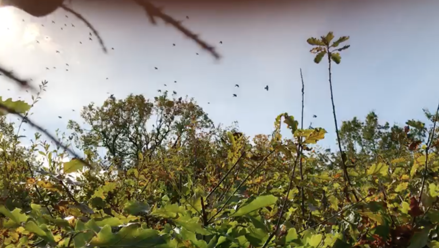 Journée en palombière dans le Lot-et-Garonne