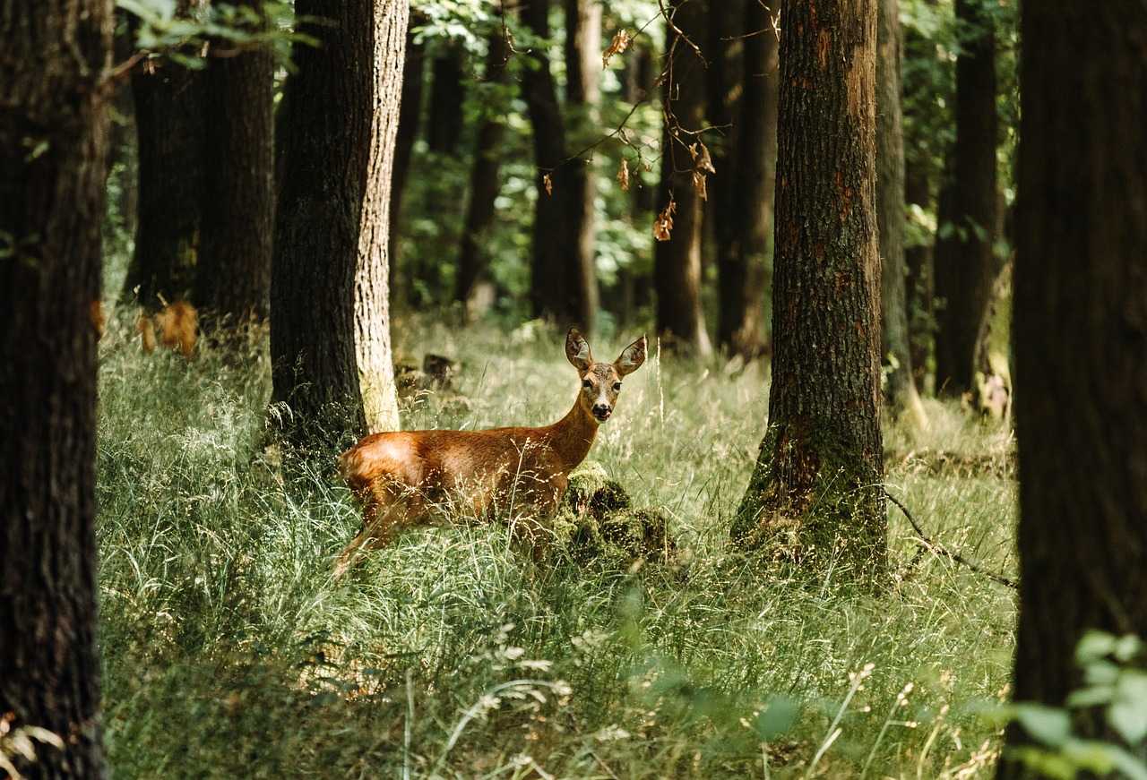 Action de chasse en battue dans le Perche