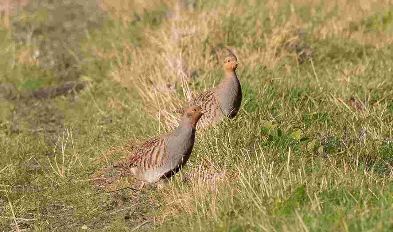 Action de chasse au petit gibier dans le Loiret