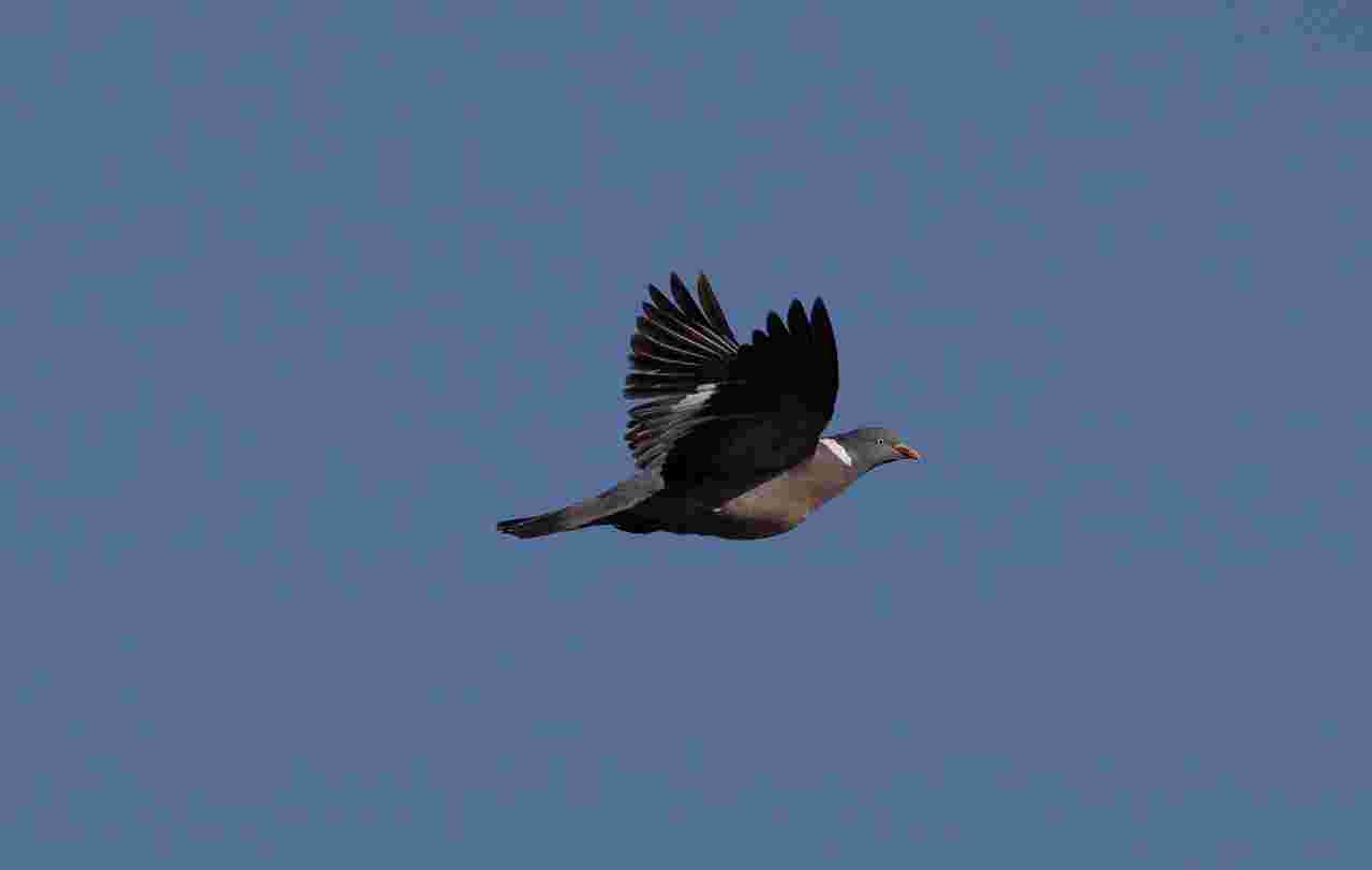 Action de chasse au pigeon près de Gien