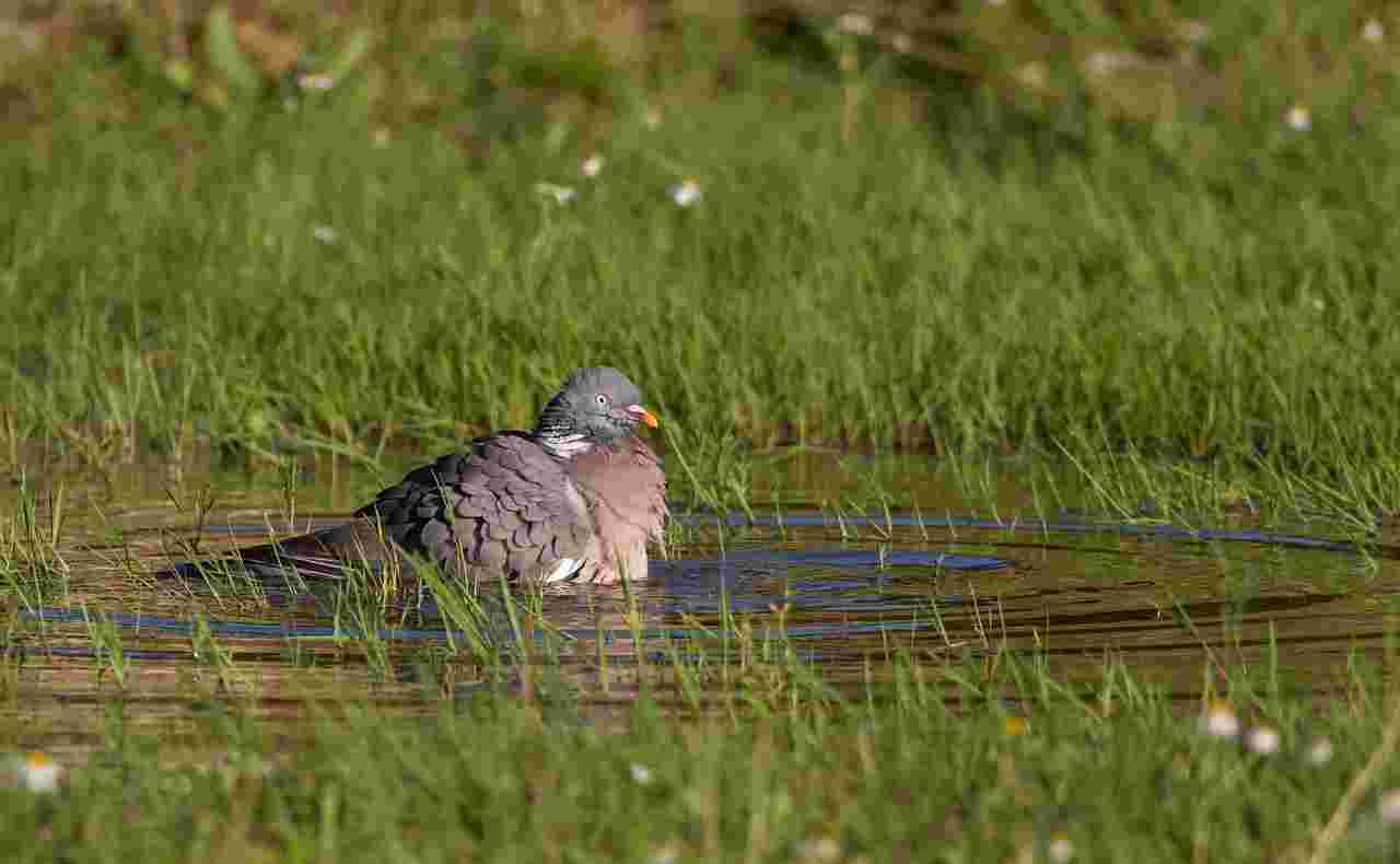 Journée de chasse au pigeon le long de la Loire