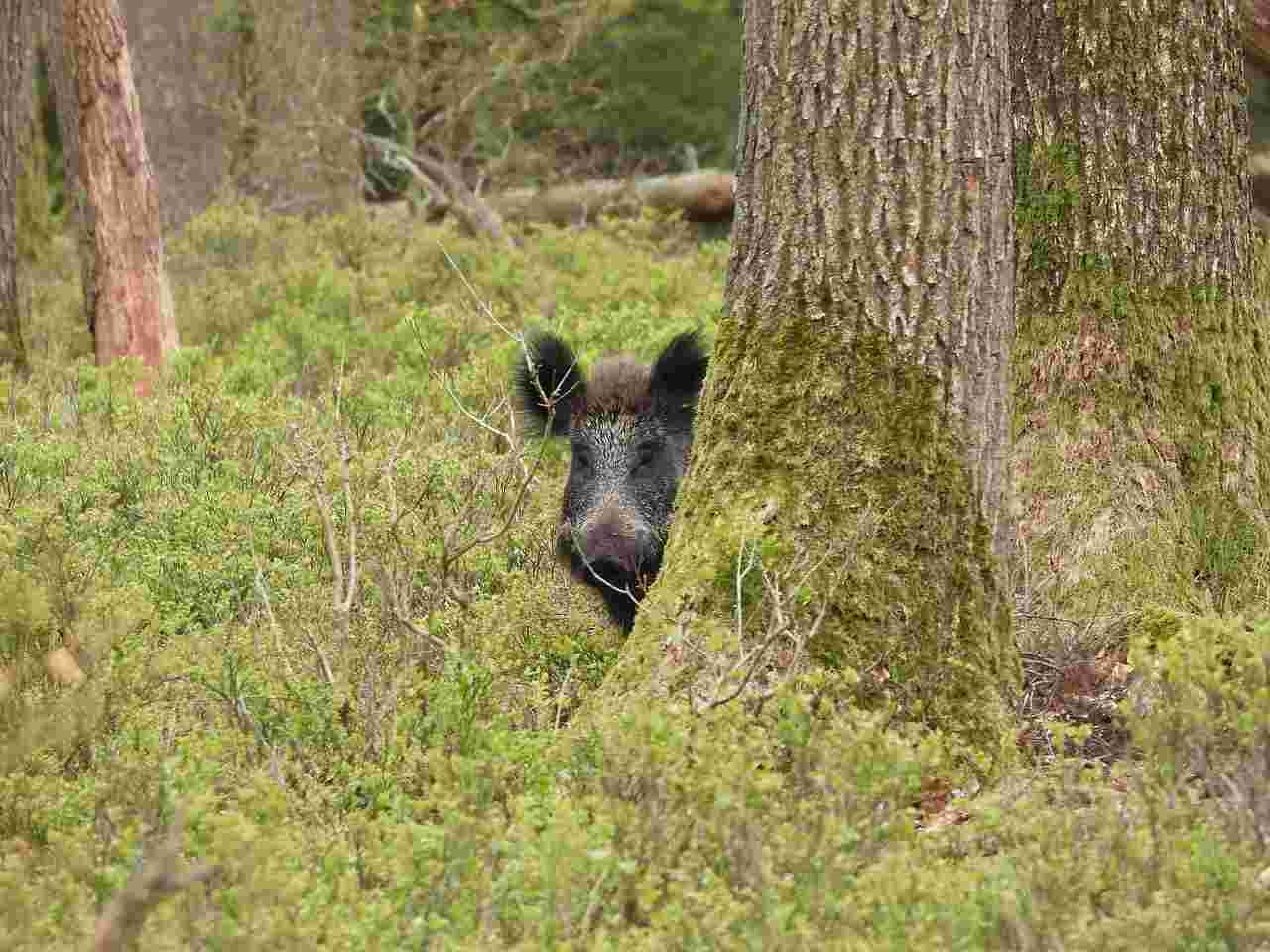 Action de battue au grand gibier en Côte d'Or