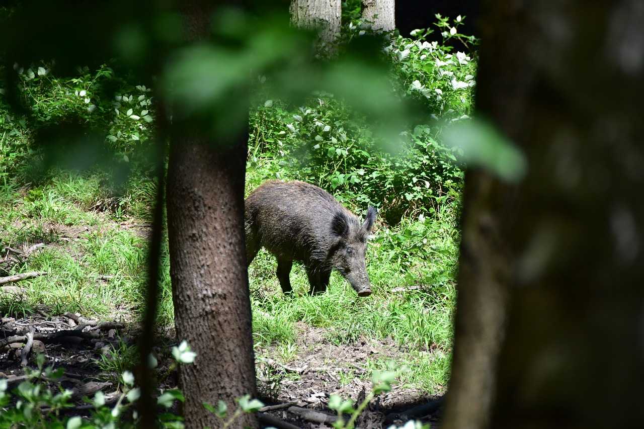 Action de battue au grand gibier dans le Sud meusien