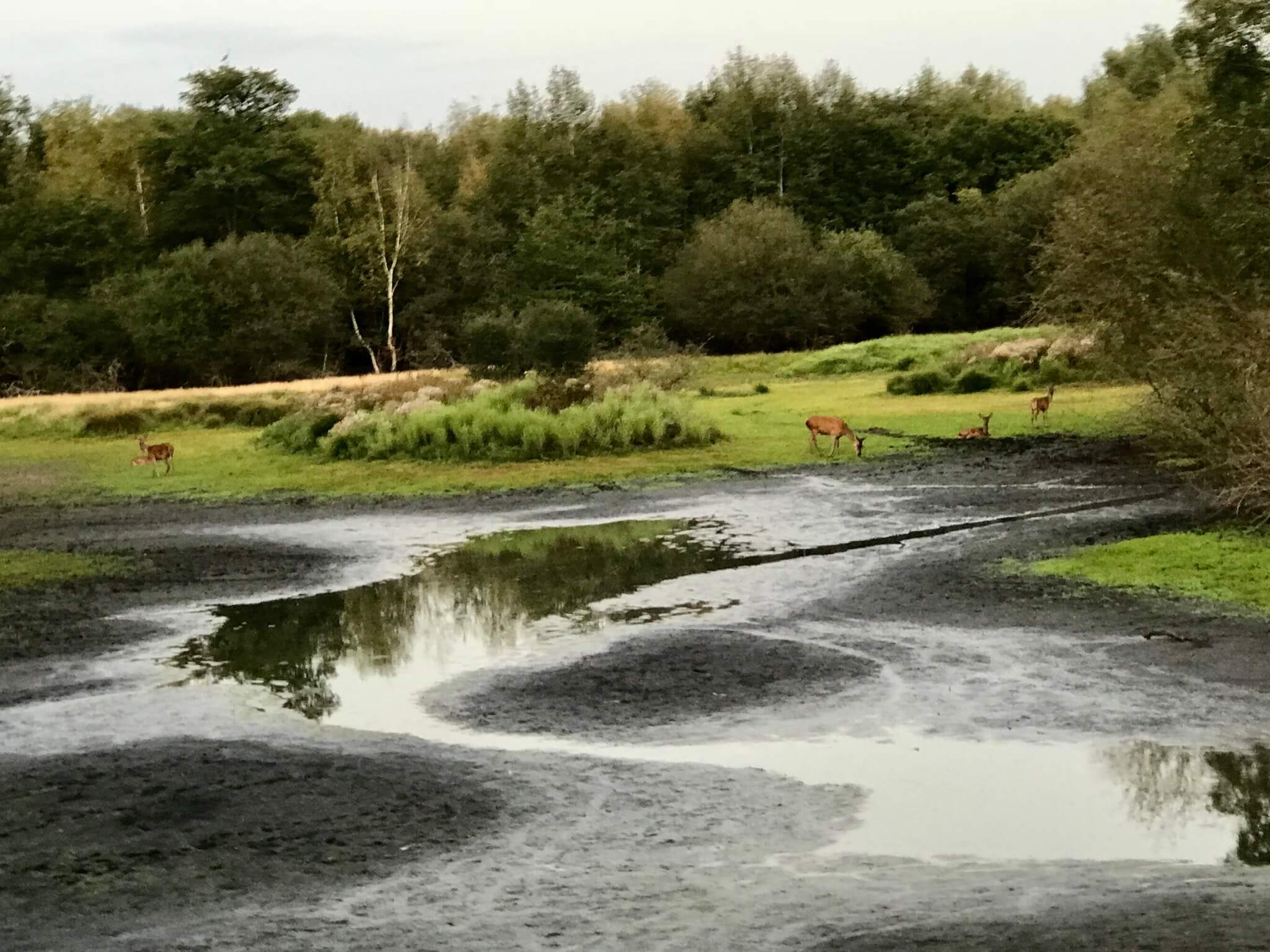 Chasse du dimanche aux grands gibiers, en Sologne (45)