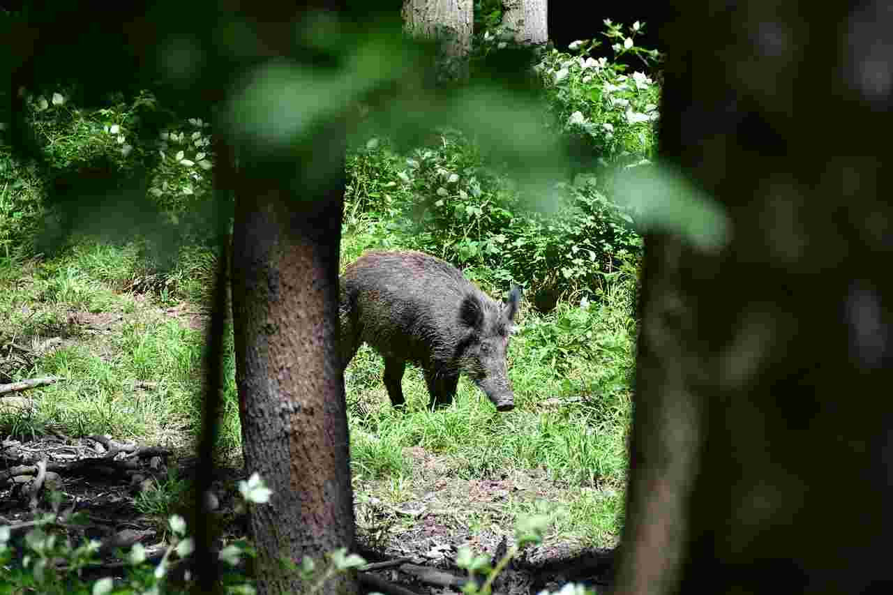 Action de chasse "spéciale Traqueurs" grand gibier frontière Aube - Haute-Marne